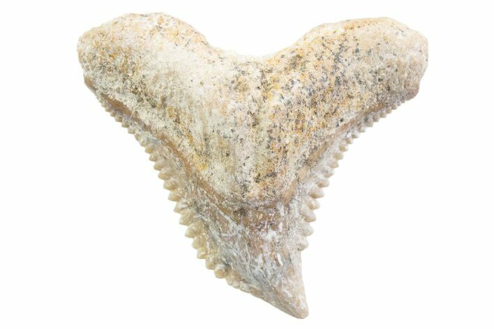 Tiger Shark (Galeocerdo Eaglesomi) Tooth - Dakhla, Morocco #371963